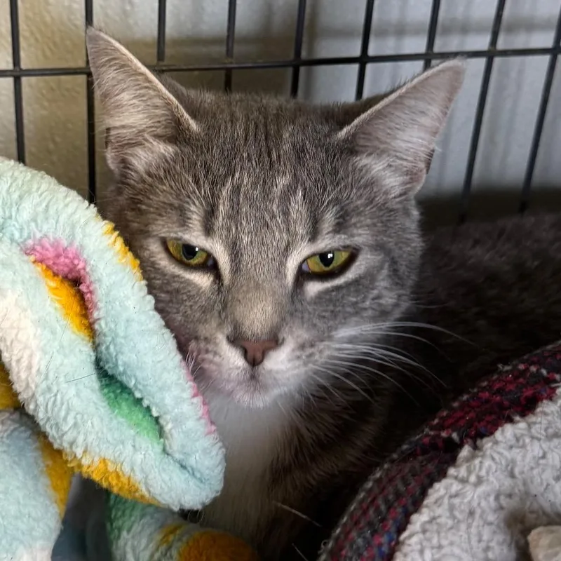 A baby medium-sized female Domestic Short Hair cat named Georgia for adoption in Saginaw, MI