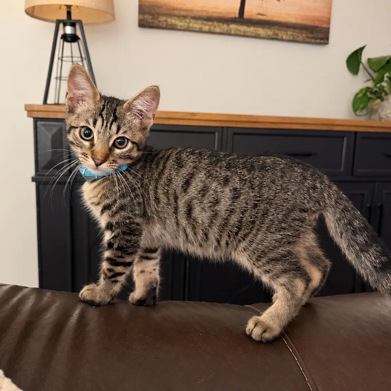 A baby small-sized male Brown / Chocolate Domestic Short Hair cat named Oscar for adoption in Tustin, CA