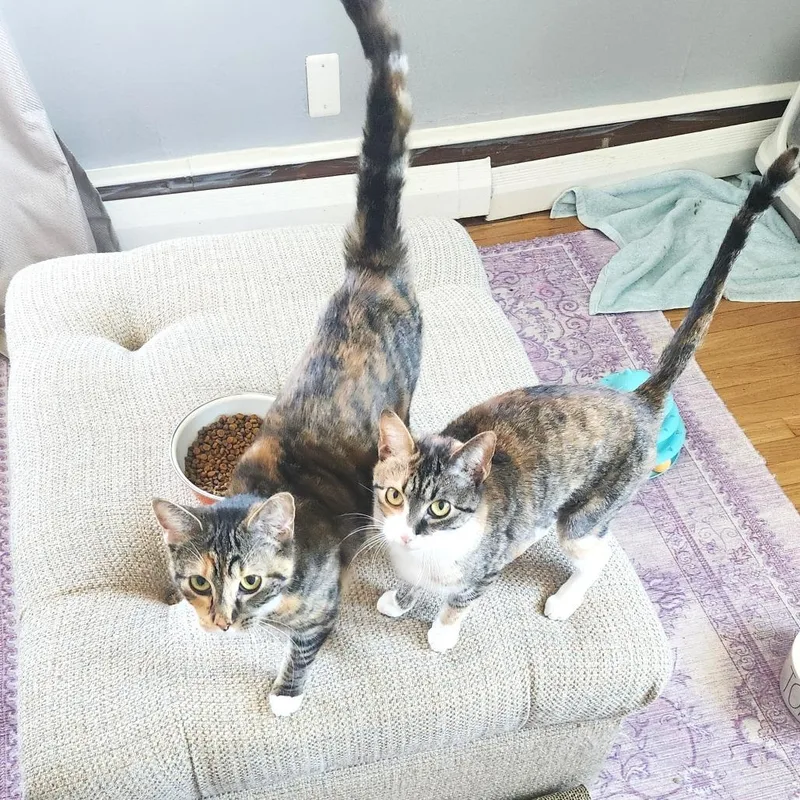 A young medium-sized female White Domestic Short Hair cat named Cleo for adoption in Chantilly, VA