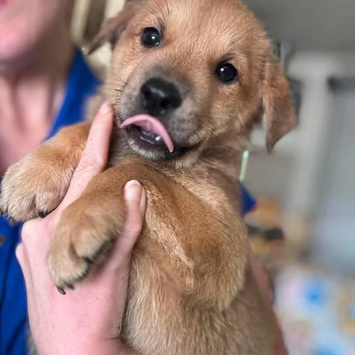 A baby large-sized male Yellow / Tan / Blond / Fawn Shepherd dog named NY Rambo avail Jul for adoption in Stormville, NY