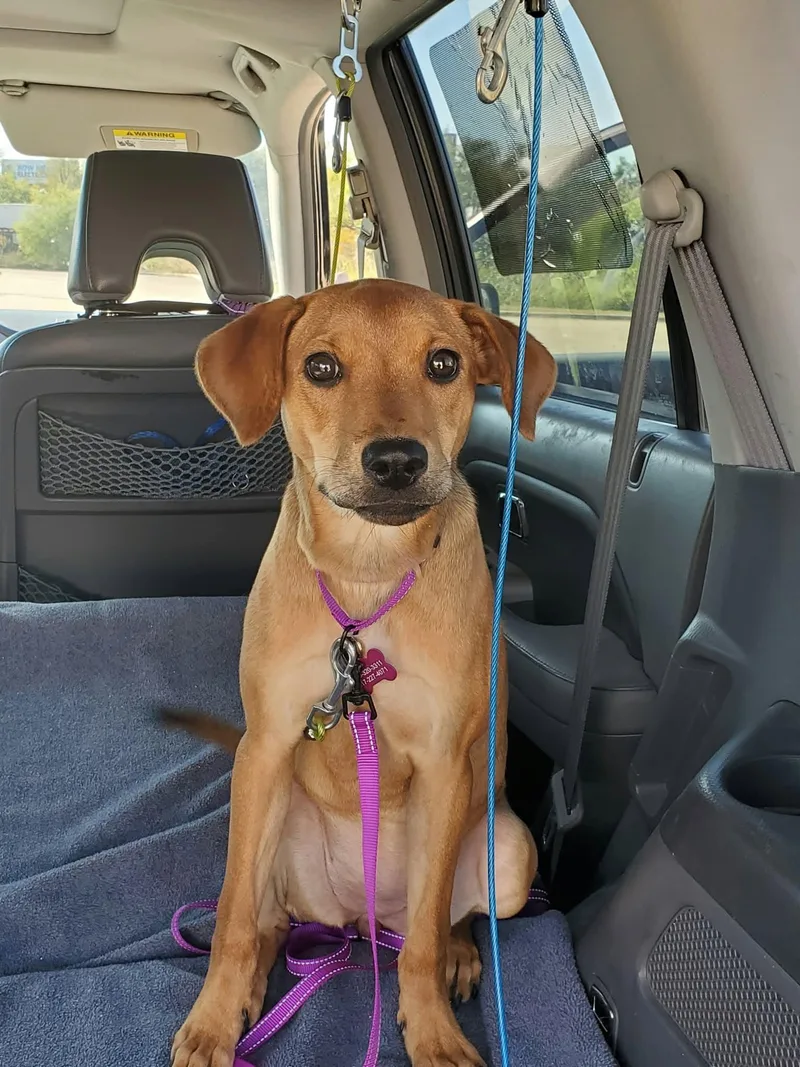 A baby medium-sized female Labrador Retriever dog named Fauna for adoption in Coldwater, MI