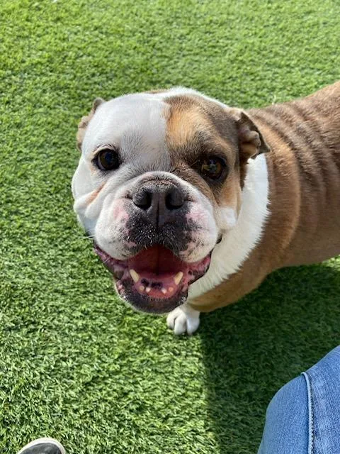 Olive & Pickles thumbnail 3