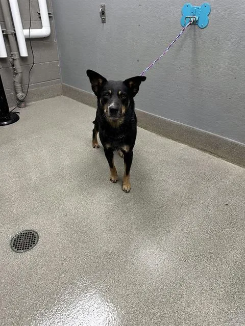 An adult large-sized male Australian Cattle Dog / Blue Heeler dog named Strawbella for adoption in Las Vegas, NV