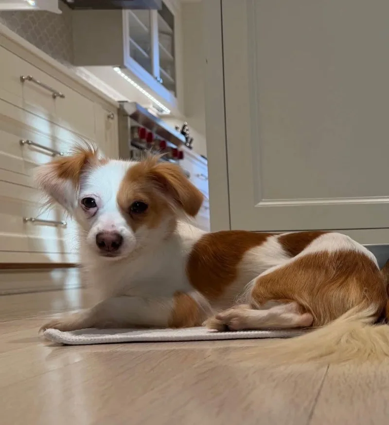 A young small-sized female Brown / Chocolate Chihuahua dog named Paloma And Bianca for adoption in Ozone Park, NY