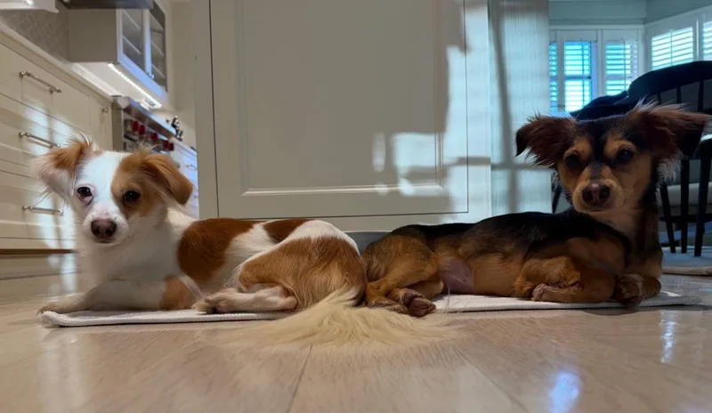 Paloma And Bianca thumbnail 2