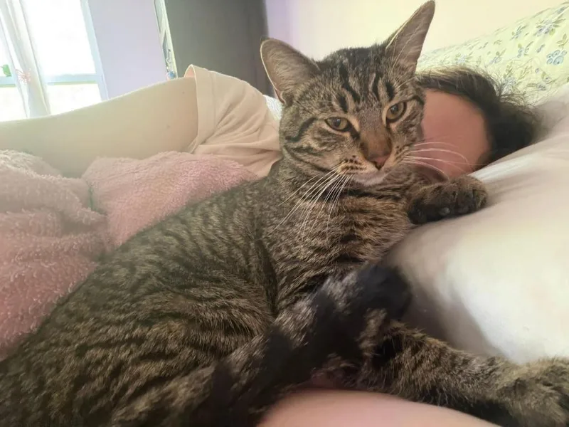 A young medium-sized male Domestic Short Hair cat named Yoshi for adoption in Libertyville, IL