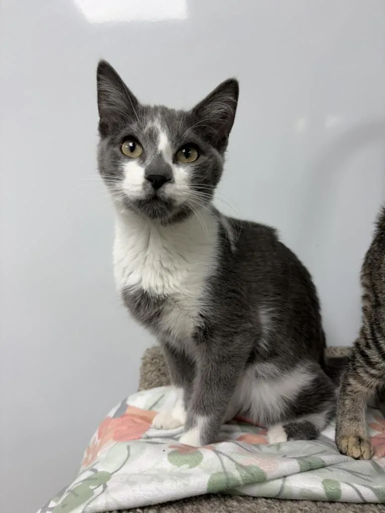 A young medium-sized male Gray & White Domestic Short Hair cat named Ping for adoption in Valparaiso, IN