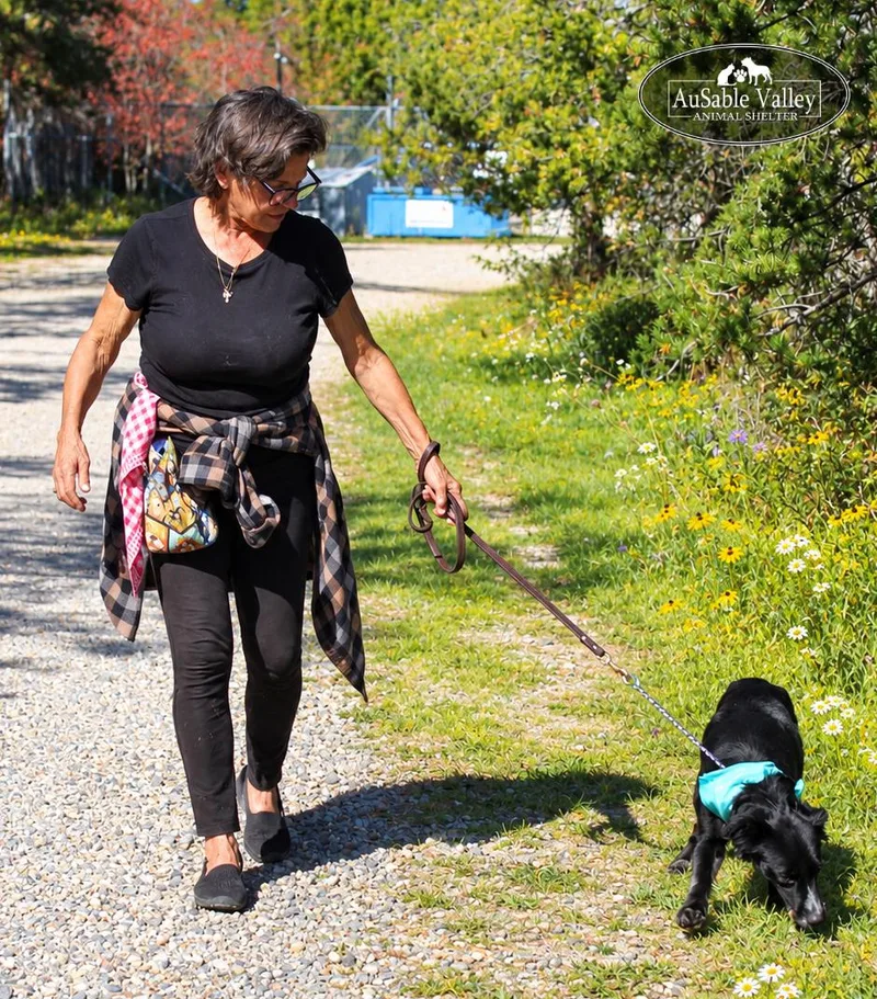 An adult medium-sized female Mixed Breed dog named Misha for adoption in Grayling, MI