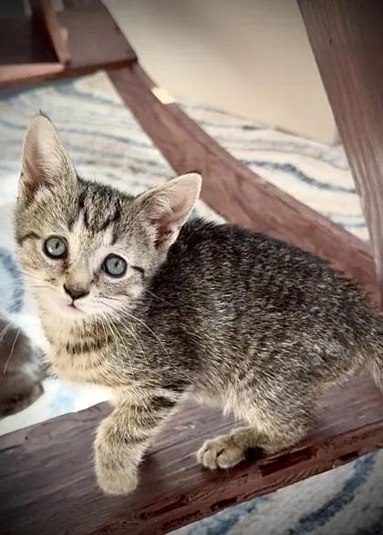 A baby small-sized female Domestic Short Hair cat named Parsley for adoption in Ringoes, NJ