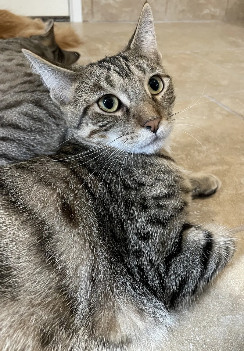 Flounder thumbnail 2