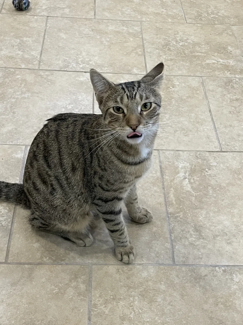 Flounder thumbnail 3