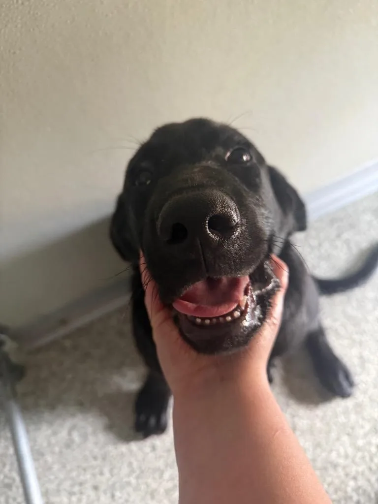 A baby medium-sized female Labrador Retriever dog named Princess Madea for adoption in Auburn, IN
