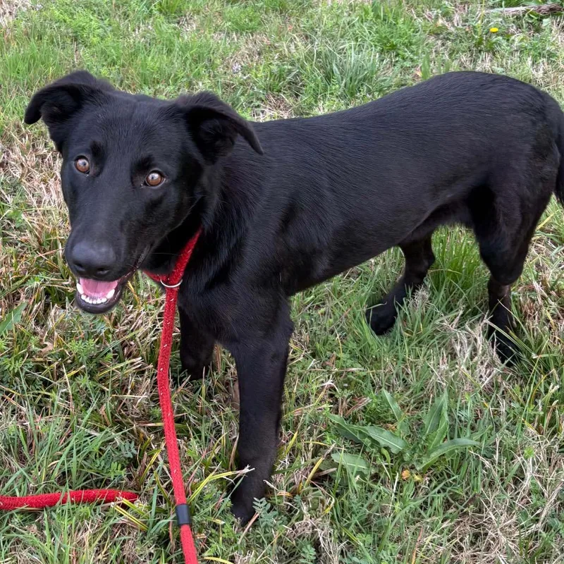 An adult large-sized male Black Flat-Coated Retriever dog named Stan Lee for adoption in Metamora, MI