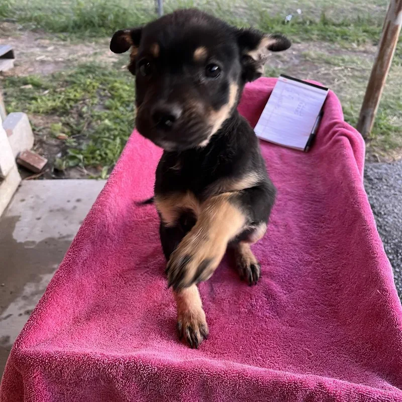 Snickers thumbnail 2