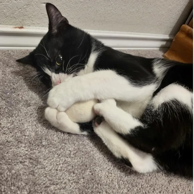 A baby medium-sized male Black & White / Tuxedo Domestic Medium Hair cat named Buddy for adoption in Liverpool, TX