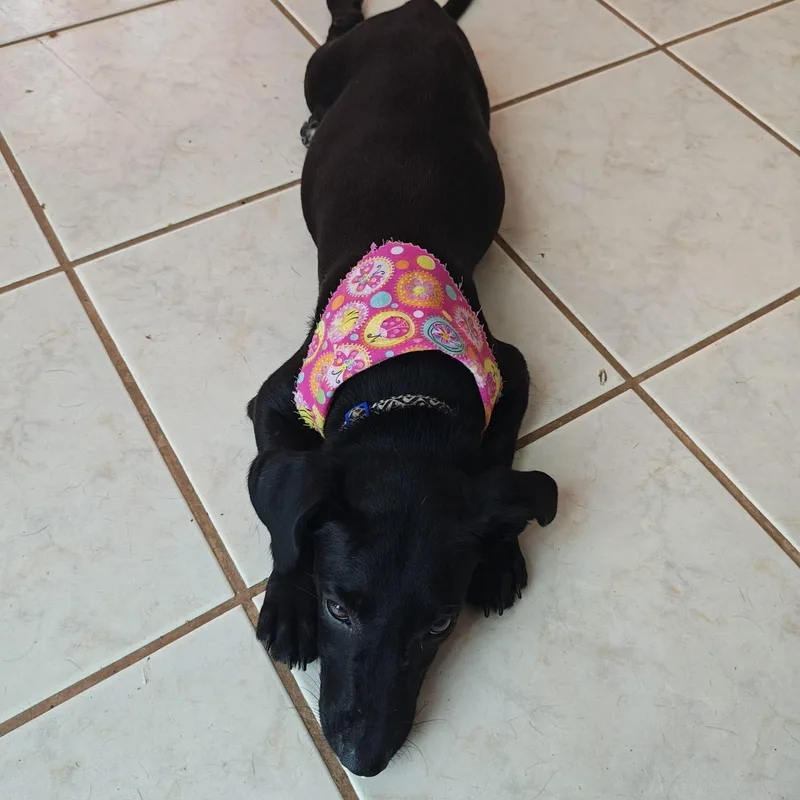 A baby medium-sized male Black Labrador Retriever dog named Mengara for adoption in New York, NY