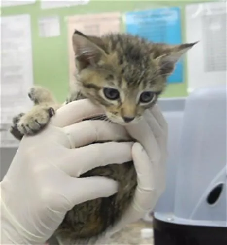 A baby small-sized female Domestic Short Hair cat named Tasha for adoption in Omaha, NE
