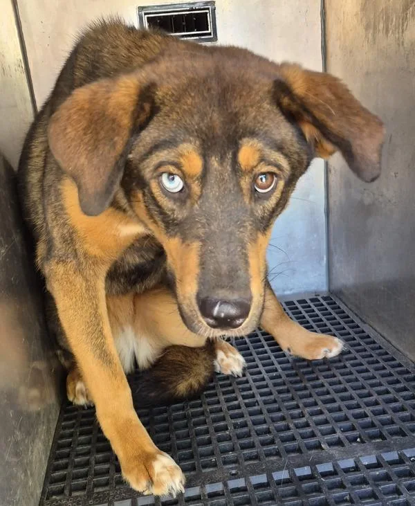 A young medium-sized female Shepherd dog named Pen C Navy for adoption in Lawrenceville, GA