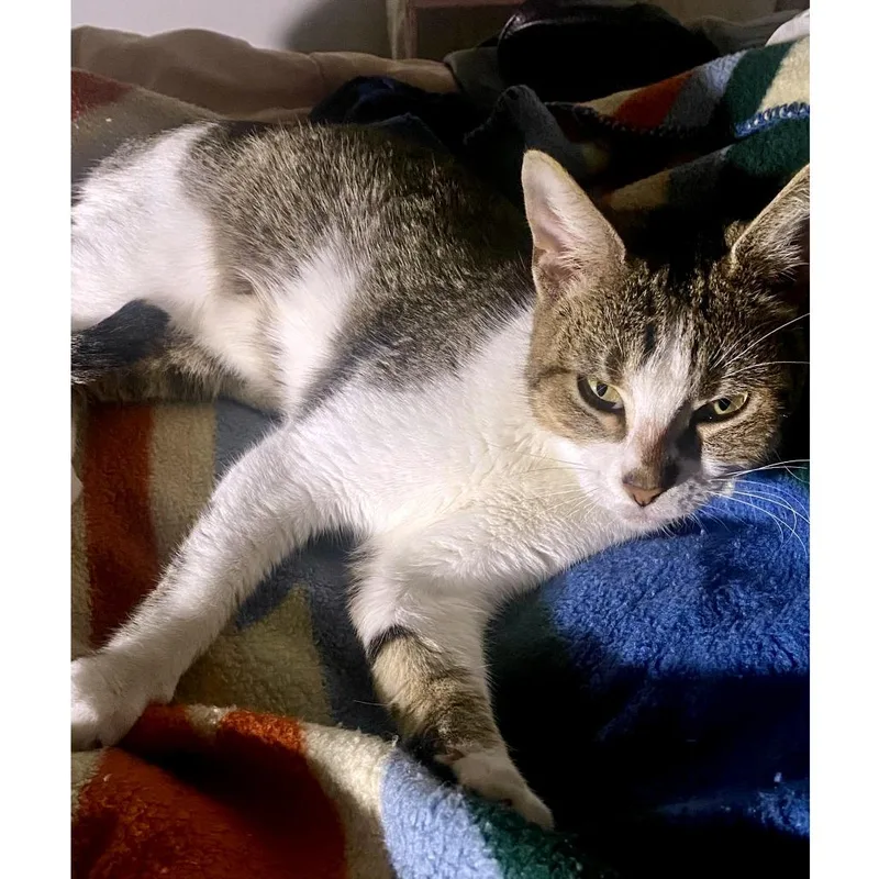An adult medium-sized female Brown / Chocolate Domestic Short Hair cat named Penelope for adoption in Austin, TX