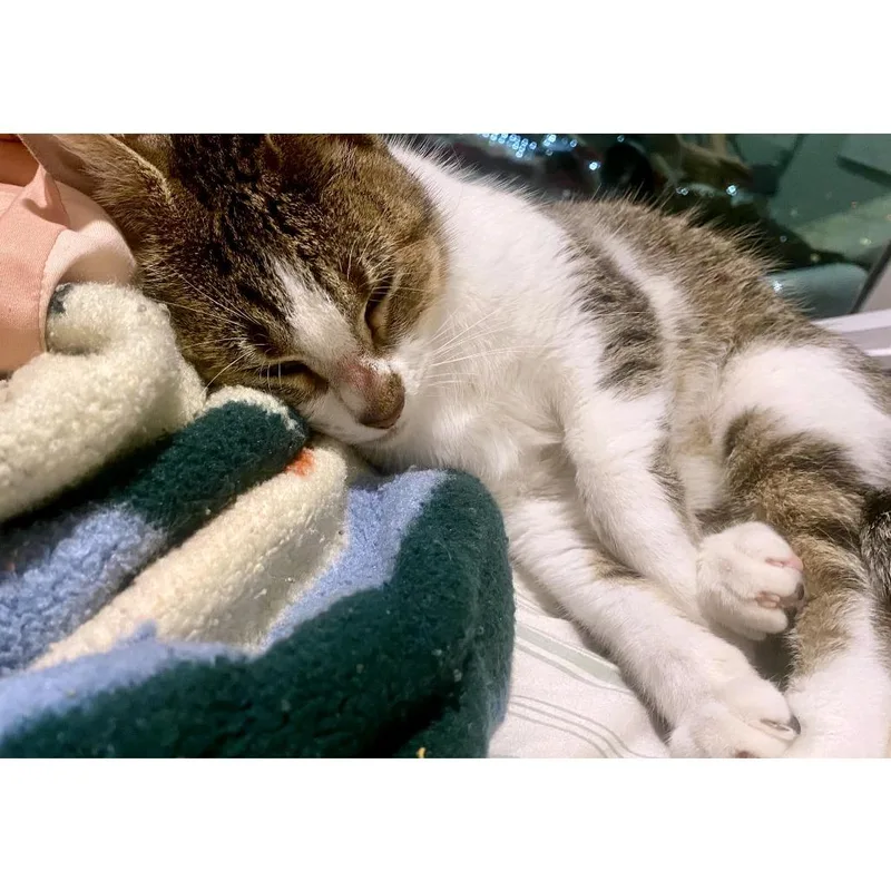 Penelope thumbnail 2