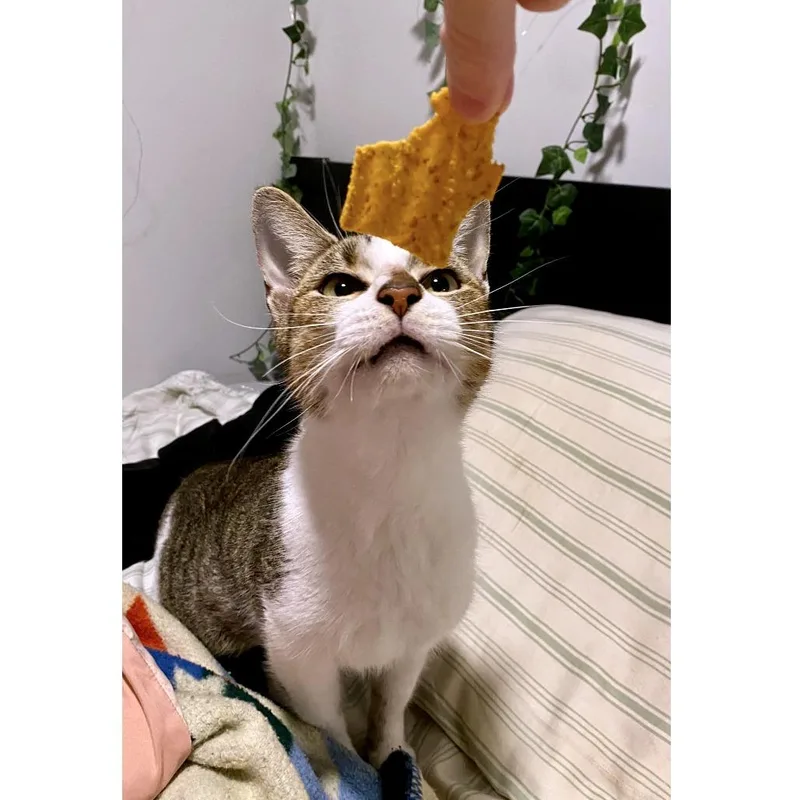 Penelope thumbnail 5
