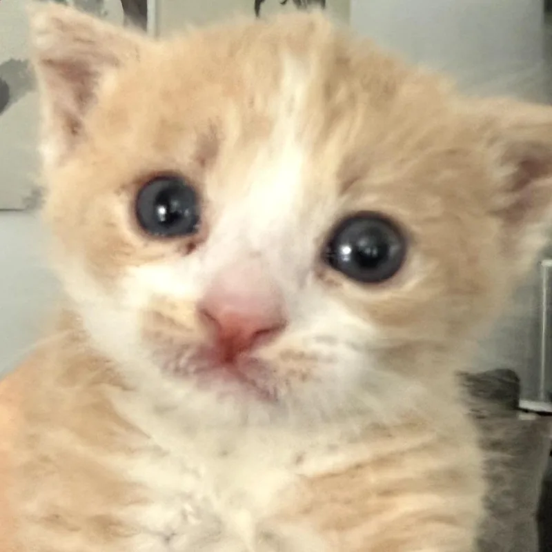 A baby small-sized male Buff / Tan / Fawn Domestic Short Hair cat named Archie for adoption in Long Beach, CA