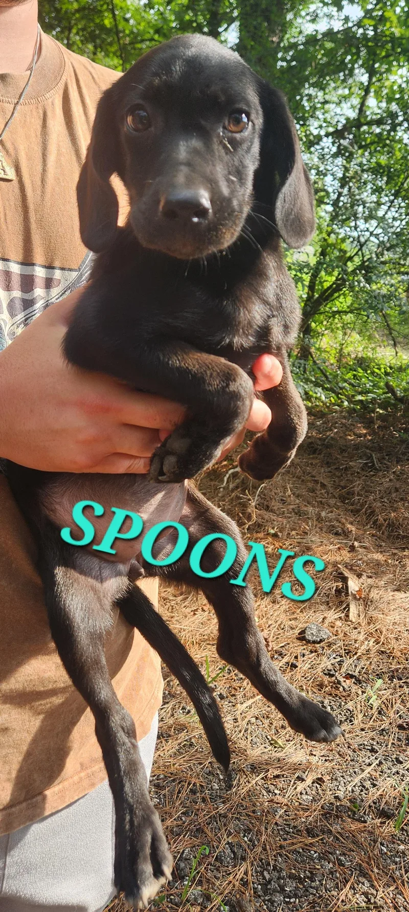 A baby medium-sized female Black Labrador Retriever dog named Spoons Shuffle for adoption in Andover, MA