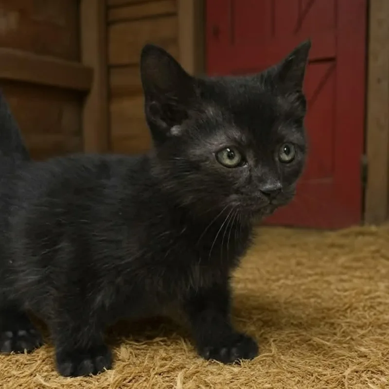 A young medium-sized male Black Domestic Short Hair cat named Chip for adoption in Xenia , OH