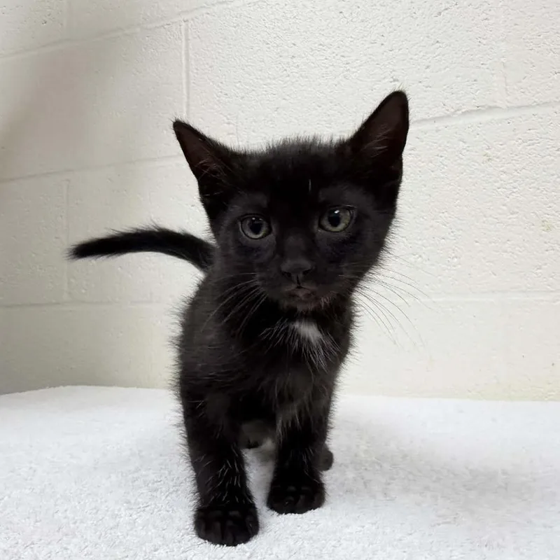 A baby small-sized male Black Domestic Short Hair cat named Frankenbean for adoption in Verona, VA