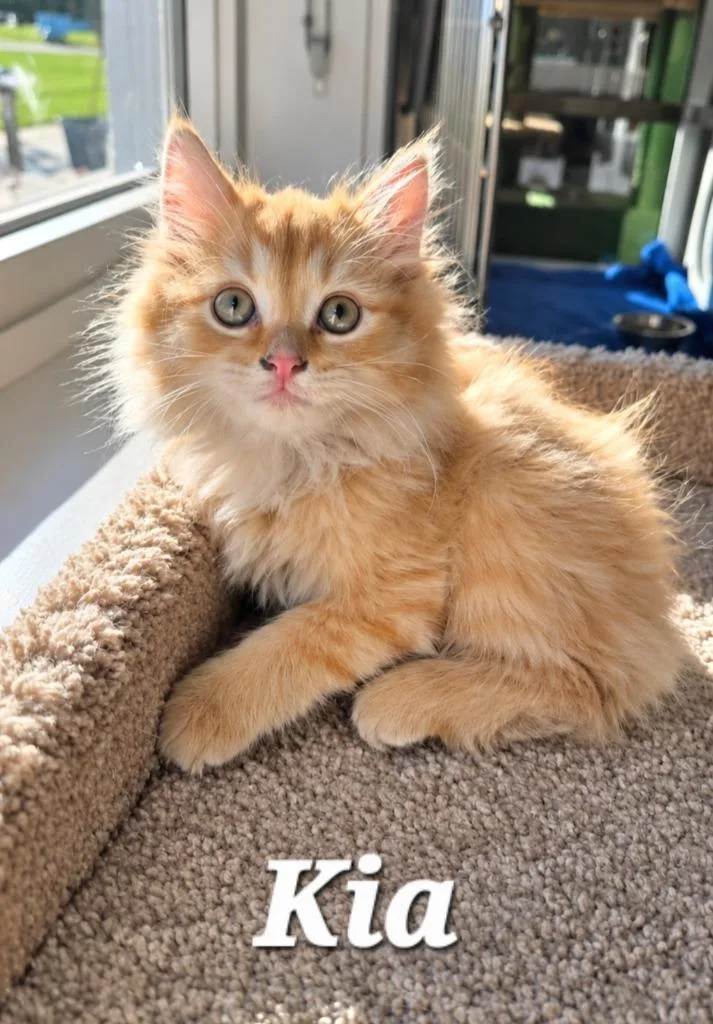 A baby small-sized female Domestic Long Hair cat named Kia for adoption in Sidney, OH