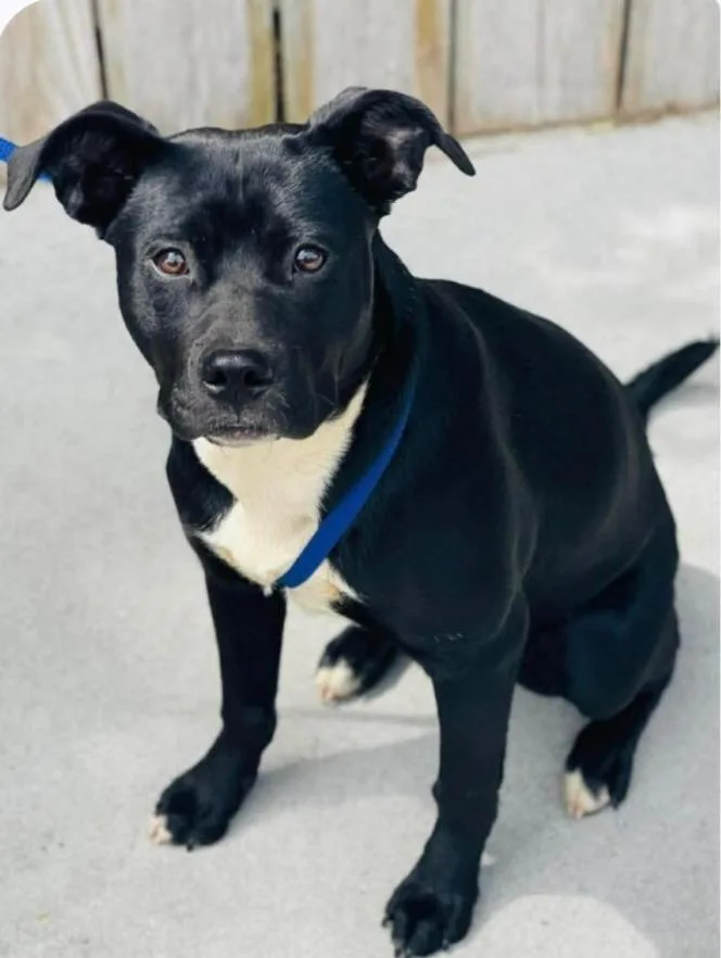 A young medium-sized female Black Pit Bull Terrier dog named Oreo for adoption in Nyack, NY