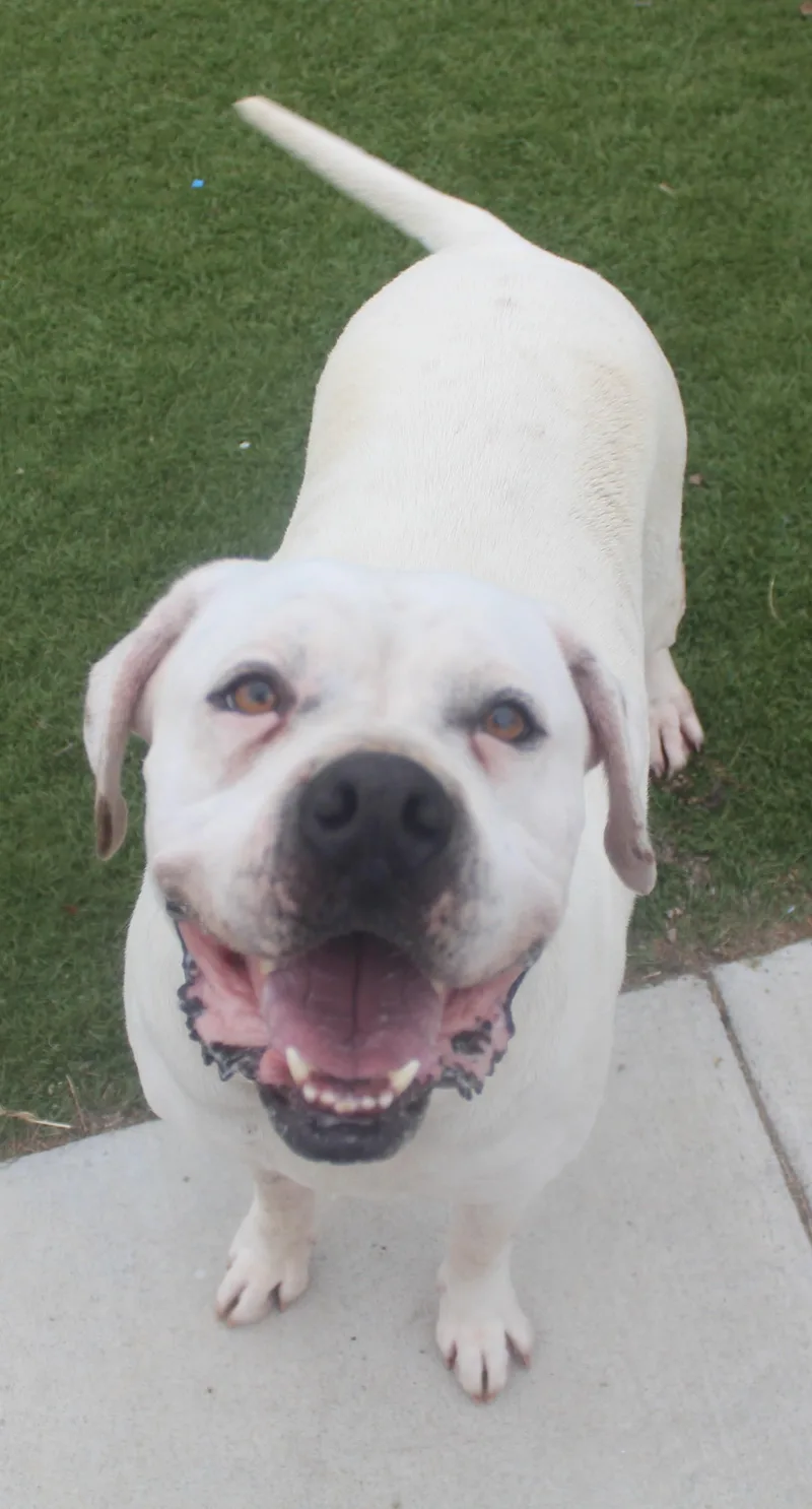 An adult large-sized female White / Cream American Bully dog named Cookie for adoption in Wasco, CA