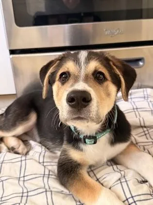 A young medium-sized female Retriever dog named Edie for adoption in Fort Worth, TX