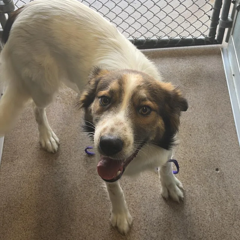 An adult medium-sized male White / Cream Mixed Breed dog named Danny for adoption in Ardmore, OK