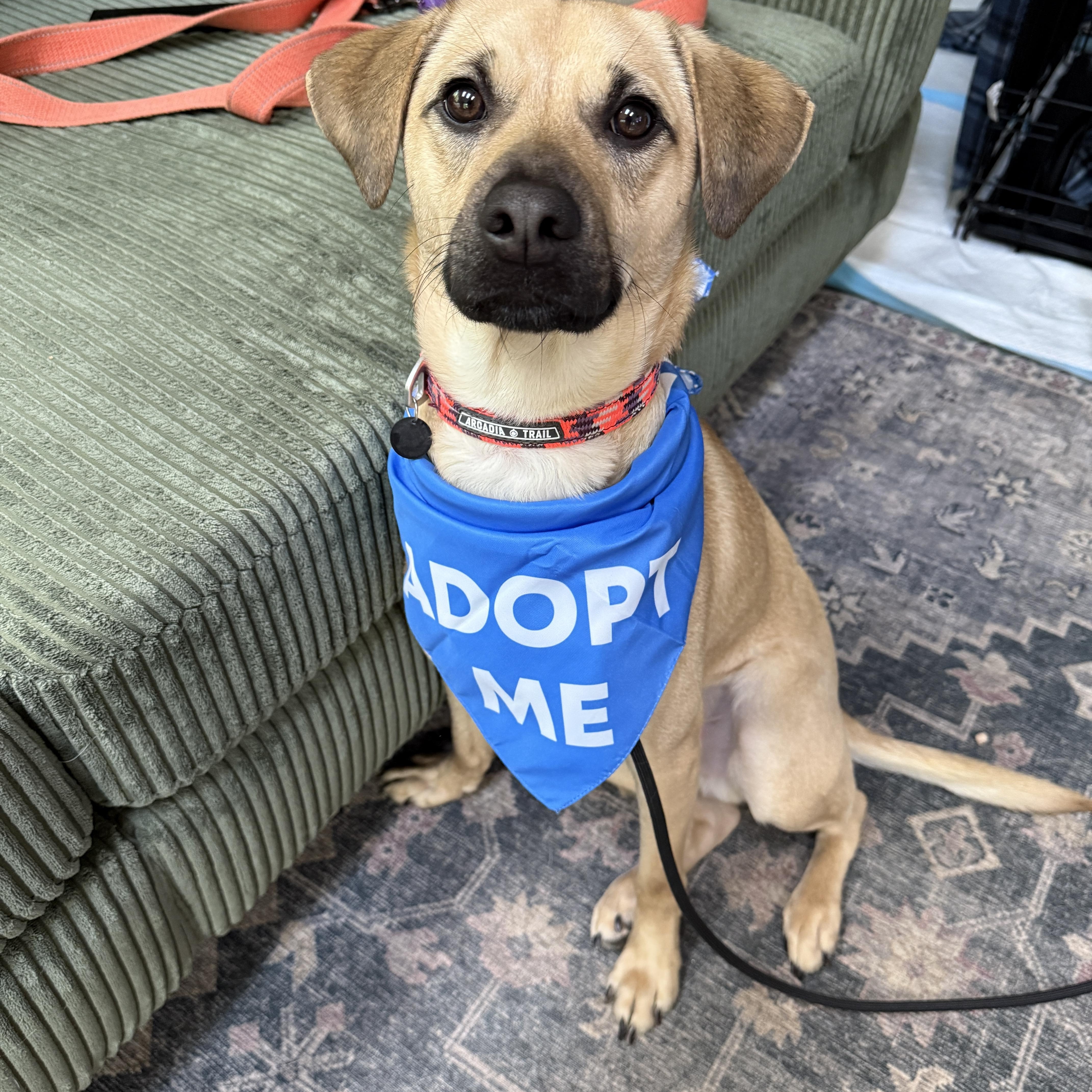 A young medium-sized male Apricot / Beige Mixed Breed dog named Outlaw for adoption in New Boston, NH