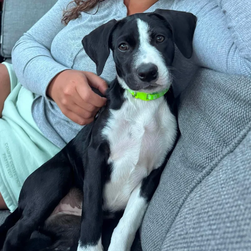 A baby medium-sized female Mixed Breed dog named Daisy for adoption in West Haven, CT
