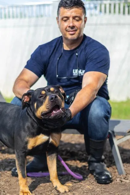 An adult large-sized female Mixed Breed dog named Olimpia Marchi for adoption in Chamblee, GA