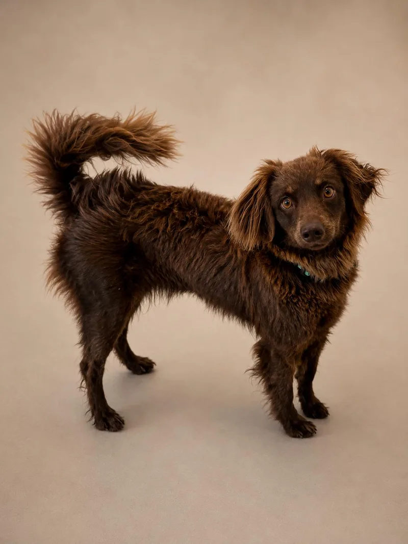 An adult small-sized female Spaniel dog named Tea for adoption in Wooster, OH