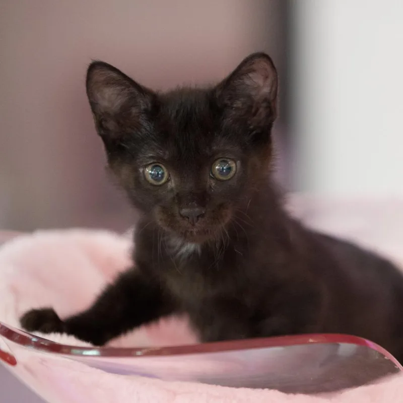 A baby small-sized female Black Domestic Short Hair cat named Tinkerbell for adoption in Forest Park, IL