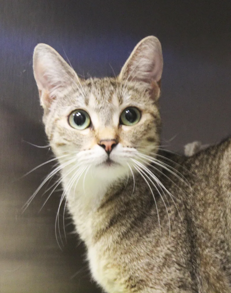 A baby medium-sized male Domestic Short Hair cat named Kuzco for adoption in Yucca Valley, CA