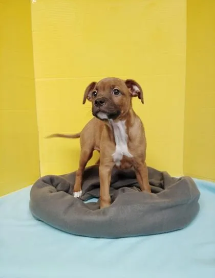 A baby medium-sized male Mixed Breed dog named Adam for adoption in Houston, TX
