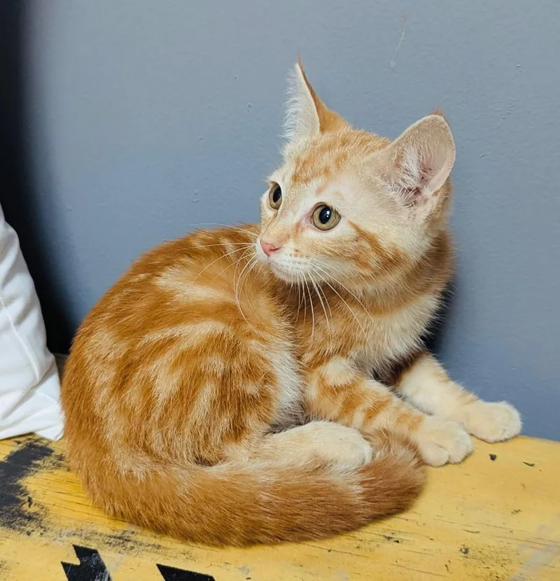 A baby medium-sized male Domestic Short Hair cat named Walter for adoption in Claremore, OK