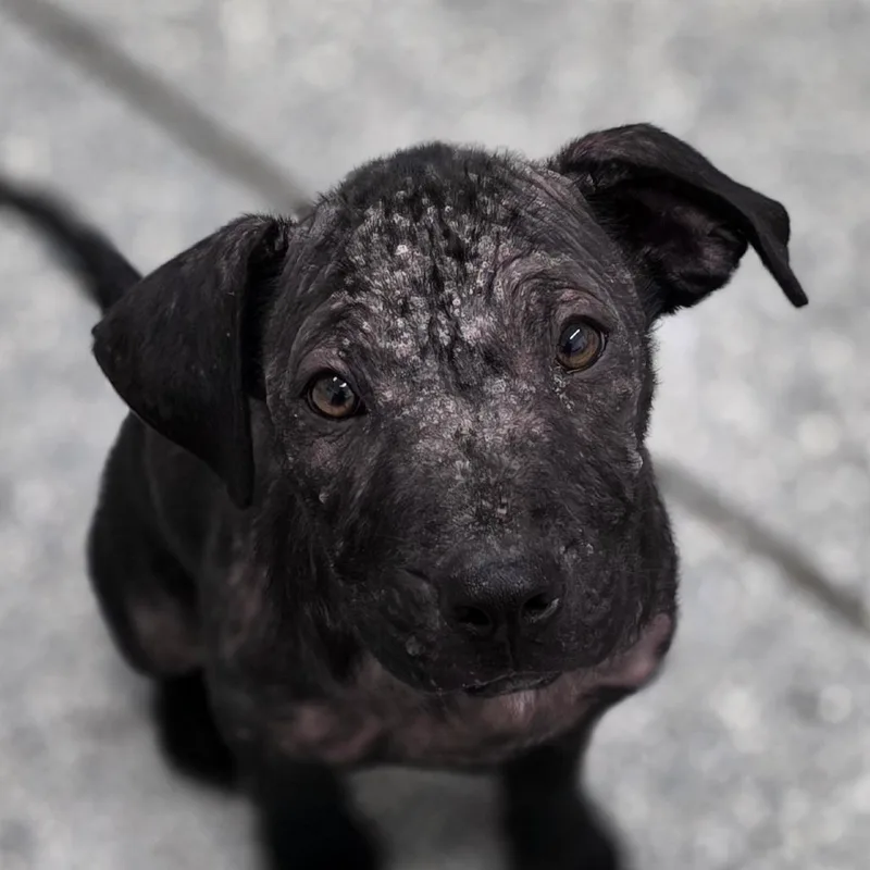 A baby small-sized female Black Terrier dog named Salty for adoption in Bronson, FL