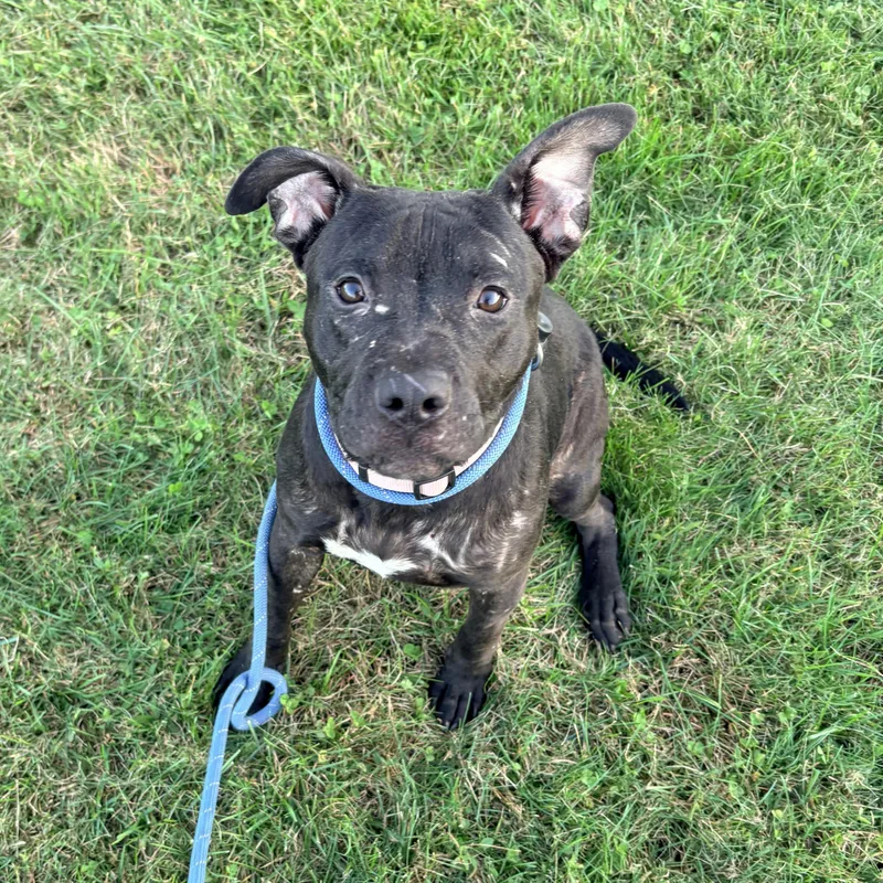 A young medium-sized female Pit Bull Terrier dog named Maleficent for adoption in Allegan, MI