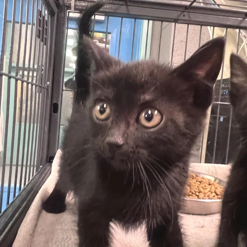 A baby small-sized female Black Domestic Short Hair cat named Hazel for adoption in Port Townsend, WA