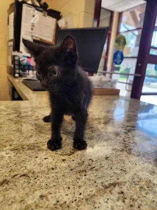 A baby small-sized male Domestic Short Hair cat named Bruce Banner for adoption in Independence, MO