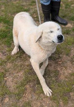 Kumo Scas thumbnail 2