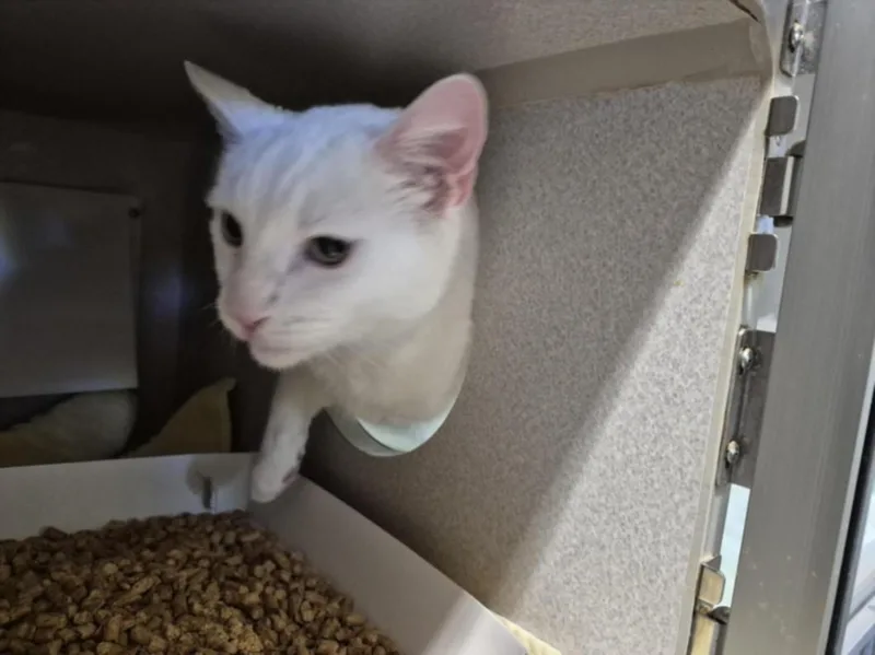 A senior large-sized male Domestic Short Hair cat named Cupcake for adoption in Chapel Hill, NC