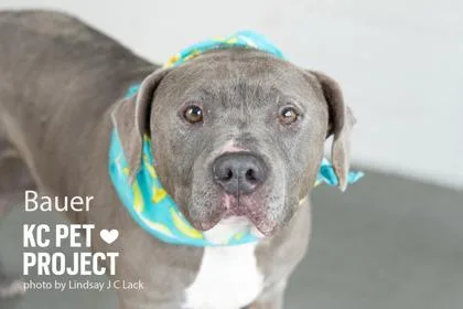 A senior large-sized male Gray / Blue / Silver Pit Bull Terrier dog named Bauer for adoption in Kansas City, MO