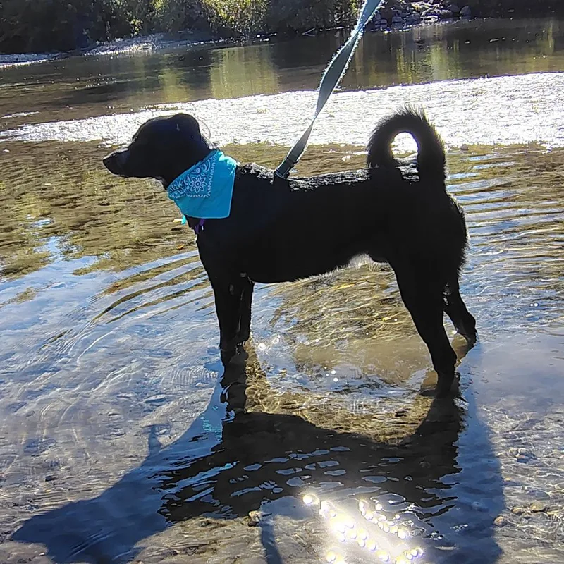 A young medium-sized male Mixed Breed dog named Orion for adoption in Murray, UT